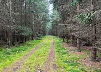 Thüringer Wald