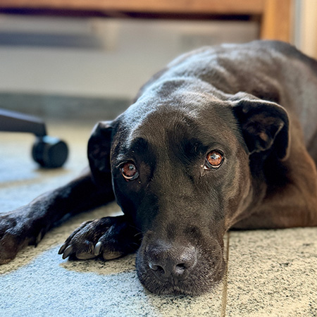 office-dog-crazy
